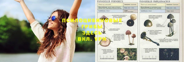 прущие грибы Алексеевка